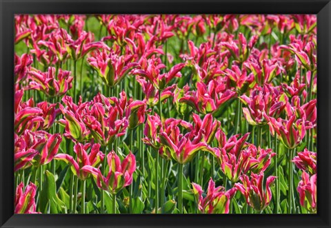 Framed Tulip Garden, Longwood Gardens, Pennsylvania Print