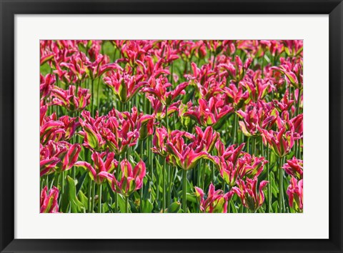 Framed Tulip Garden, Longwood Gardens, Pennsylvania Print