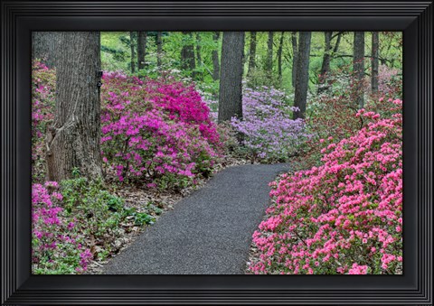 Framed Path And Azaleas In Bloom, Jenkins Arboretum And Garden, Pennsylvania Print