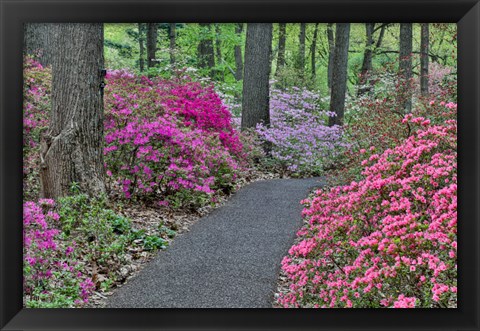 Framed Path And Azaleas In Bloom, Jenkins Arboretum And Garden, Pennsylvania Print