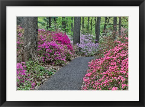 Framed Path And Azaleas In Bloom, Jenkins Arboretum And Garden, Pennsylvania Print