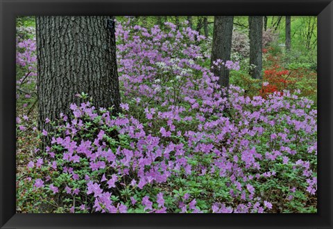 Framed Azaleas In Bloom, Jenkins Arboretum And Garden, Pennsylvania Print