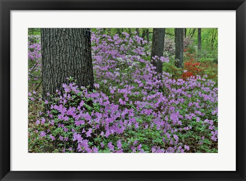 Framed Azaleas In Bloom, Jenkins Arboretum And Garden, Pennsylvania Print