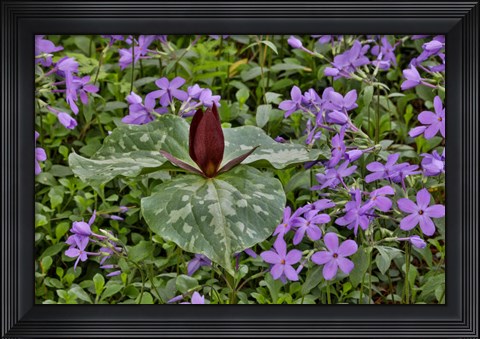 Framed Red Trillium And Blue Phlox Chanticleer Garden, Pennsylvania Print
