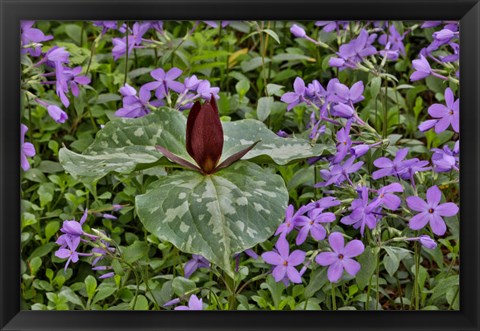 Framed Red Trillium And Blue Phlox Chanticleer Garden, Pennsylvania Print