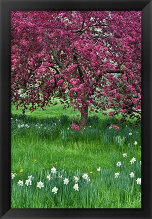 Framed Springtime Crabapple In Rose Blooming, Chanticleer Garden, Pennsylvania Print