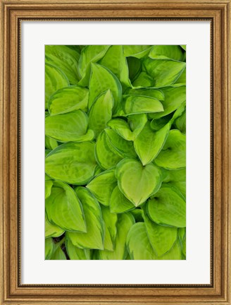 Framed Lime Green Hosta, Chanticleer Garden, Wayne, Pennsylvania Print
