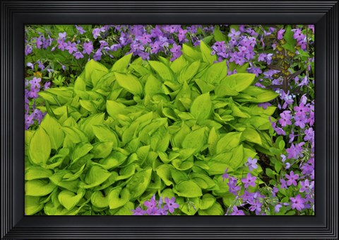 Framed Spring Colors, Chanticleer Garden, Pennsylvania 2 Print