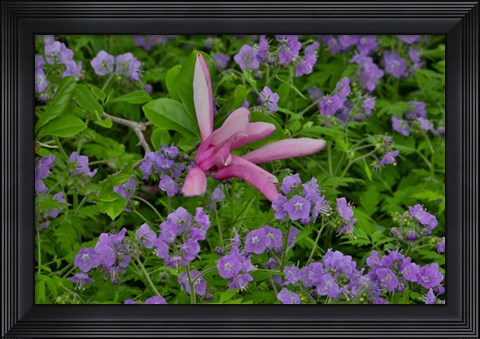 Framed Springtime, Chanticleer Garden, Pennsylvania Print