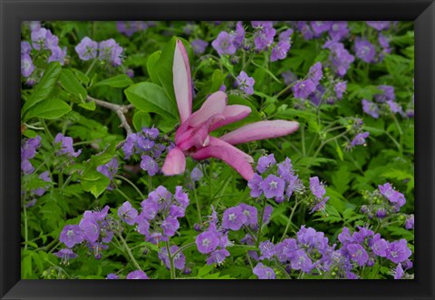 Framed Springtime, Chanticleer Garden, Pennsylvania Print