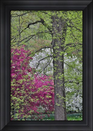 Framed Flowering Crabapple Trees, Chanticleer Garden, Pennsylvania Print