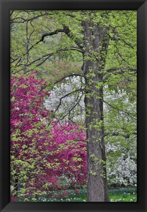 Framed Flowering Crabapple Trees, Chanticleer Garden, Pennsylvania Print