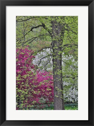 Framed Flowering Crabapple Trees, Chanticleer Garden, Pennsylvania Print