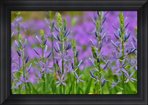Framed Camas Along Bell&#39;s Run Creek, Chanticleer Garden, Pennsylvania Print