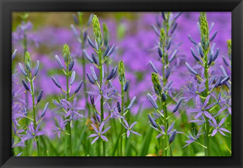 Framed Camas Along Bell&#39;s Run Creek, Chanticleer Garden, Pennsylvania Print