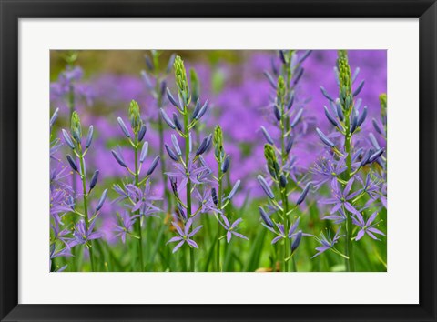 Framed Camas Along Bell&#39;s Run Creek, Chanticleer Garden, Pennsylvania Print