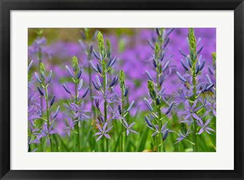 Framed Camas Along Bell&#39;s Run Creek, Chanticleer Garden, Pennsylvania Print