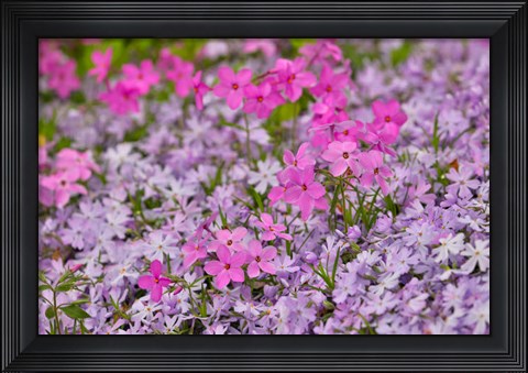 Framed Low Growing Phlox, Chanticleer Garden, Pennsylvania Print