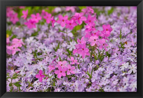 Framed Low Growing Phlox, Chanticleer Garden, Pennsylvania Print