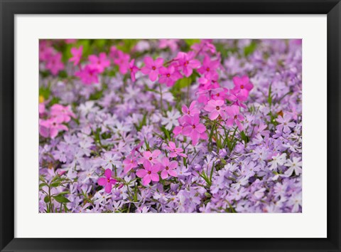 Framed Low Growing Phlox, Chanticleer Garden, Pennsylvania Print