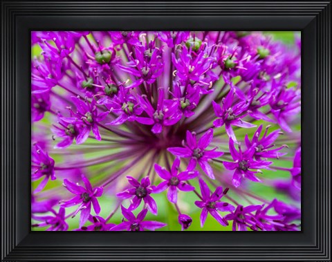 Framed Close-Up Of Flowering Bulbous Perennial Purple Allium Flowers Print