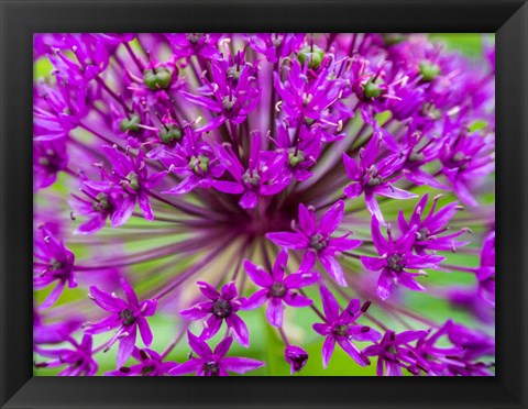 Framed Close-Up Of Flowering Bulbous Perennial Purple Allium Flowers Print