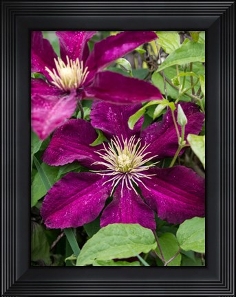 Framed Climbing Fuchsia Clematis In A Garden Print
