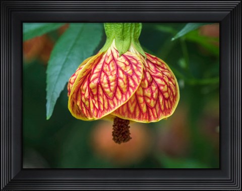 Framed Close-Up Of A Abutilon &#39;Red Tiger&#39; Print