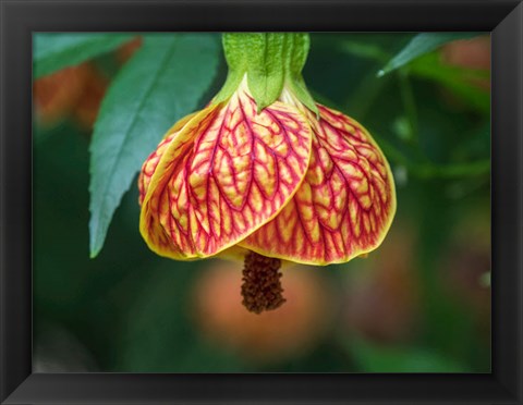 Framed Close-Up Of A Abutilon &#39;Red Tiger&#39; Print