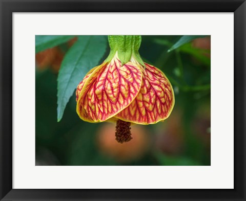 Framed Close-Up Of A Abutilon &#39;Red Tiger&#39; Print