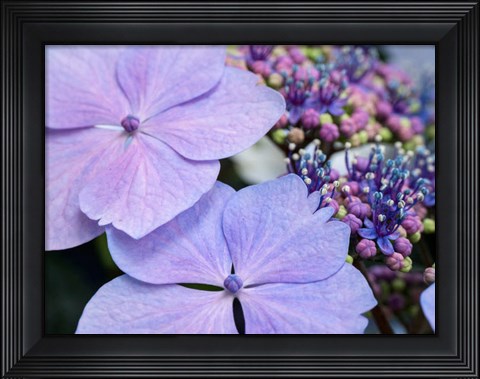 Framed Close-Up Of A Purple Lacecap Hydrangea Print