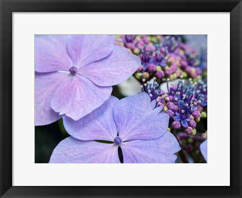 Framed Close-Up Of A Purple Lacecap Hydrangea Print