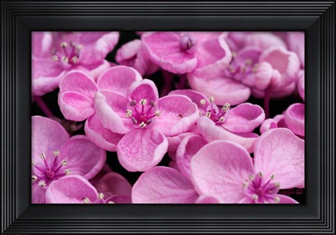 Framed Close-Up Of A Hydrangea Macrophylla &#39;Ayesha&#39;, Lilac Pink Print