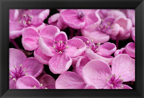 Framed Close-Up Of A Hydrangea Macrophylla &#39;Ayesha&#39;, Lilac Pink Print