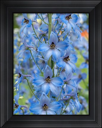 Framed Close-Up Of A Blue Delphinium Print