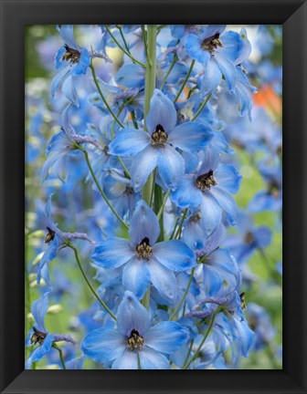 Framed Close-Up Of A Blue Delphinium Print