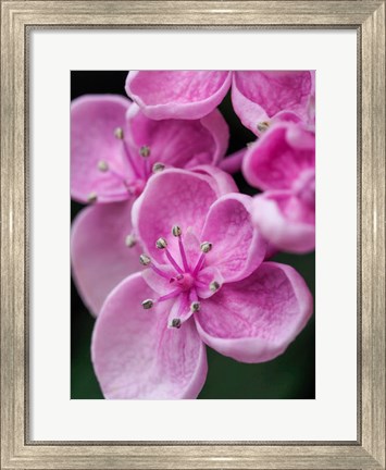 Framed Hydrangea Macrophylla &#39;Ayesha&#39;, Lilac Pink Print
