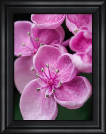 Framed Hydrangea Macrophylla &#39;Ayesha&#39;, Lilac Pink Print