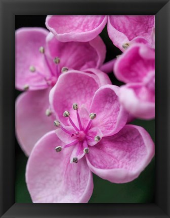 Framed Hydrangea Macrophylla &#39;Ayesha&#39;, Lilac Pink Print