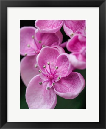 Framed Hydrangea Macrophylla &#39;Ayesha&#39;, Lilac Pink Print