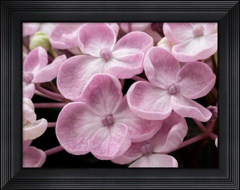 Framed Close-Up Of A Hydrangea Macrophylla &#39;Ayesha&#39;, Lilac Pink Print