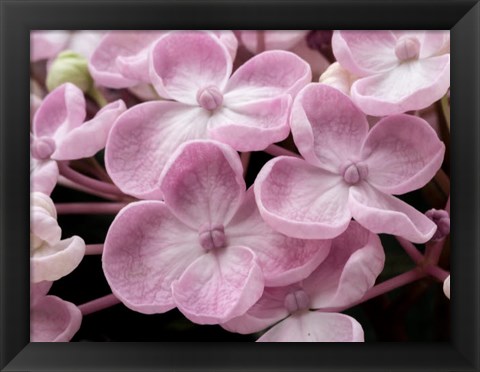 Framed Close-Up Of A Hydrangea Macrophylla &#39;Ayesha&#39;, Lilac Pink Print