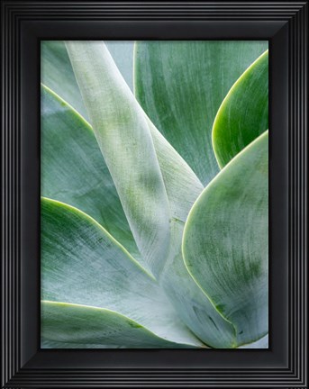 Framed Close-Up Of The Tropical Agave Plant Print