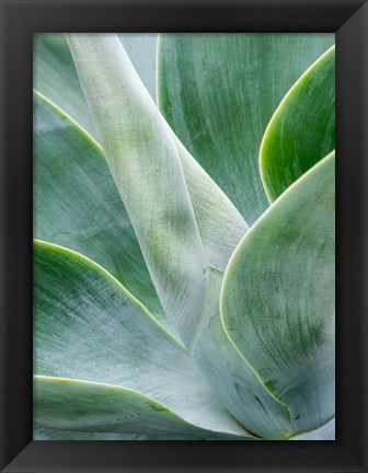 Framed Close-Up Of The Tropical Agave Plant Print