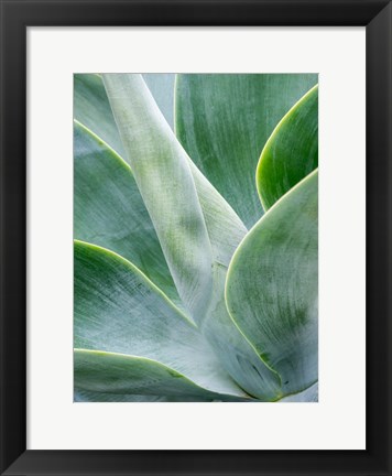 Framed Close-Up Of The Tropical Agave Plant Print