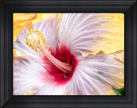 Framed Close-Up Of The Hibiscus Rosa-Sinensis &#39;Fifth Dimension&#39; Print