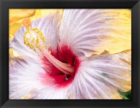 Framed Close-Up Of The Hibiscus Rosa-Sinensis &#39;Fifth Dimension&#39; Print