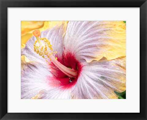 Framed Close-Up Of The Hibiscus Rosa-Sinensis &#39;Fifth Dimension&#39; Print