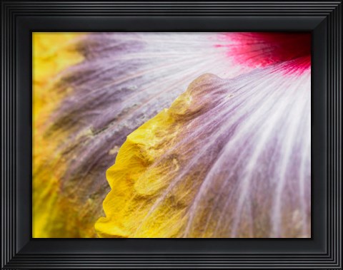 Framed Close-Up Of A Hibiscus Flower Print