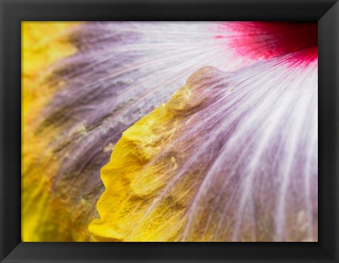 Framed Close-Up Of A Hibiscus Flower Print